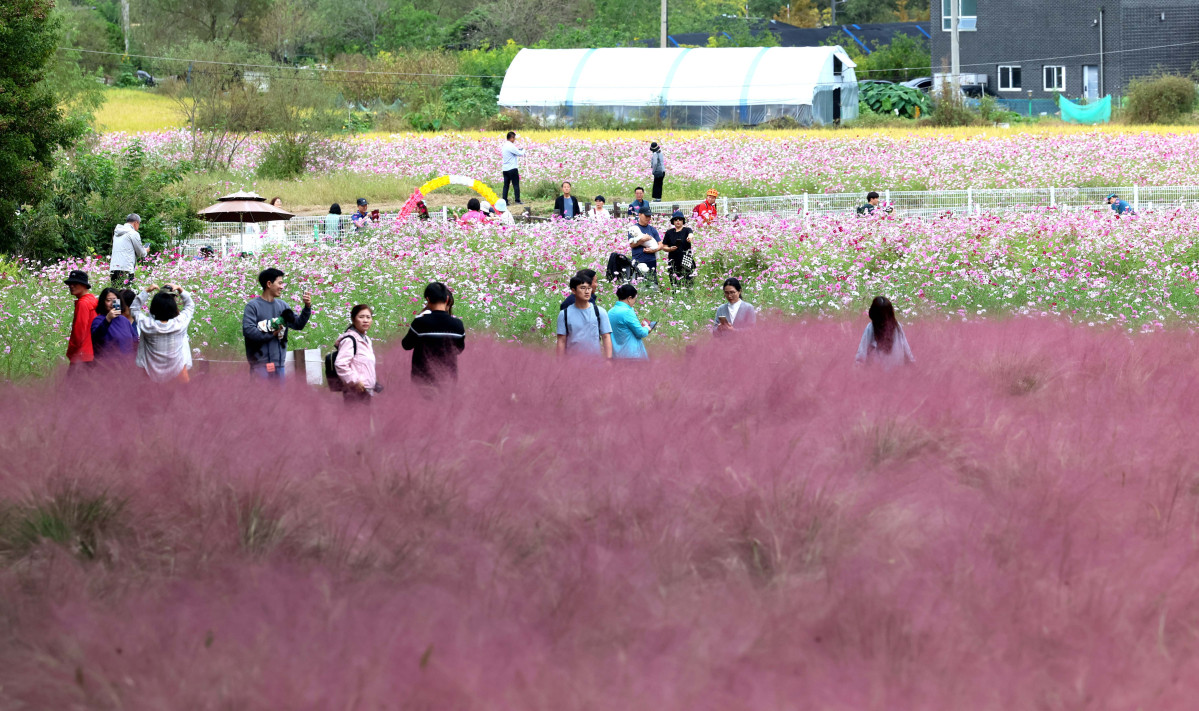 ▲12일 경기 의왕시 왕송호수공원 인근에서 시민들이 핑크뮬리와 코스모스를 보며 길었던 추석연휴를 마무리하고 있다. 신태현 기자 holjjak@