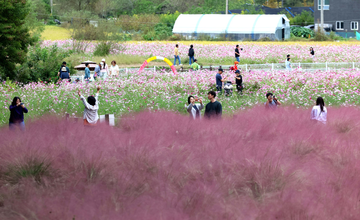▲12일 경기 의왕시 왕송호수공원 인근에서 시민들이 핑크뮬리와 코스모스를 보며 길었던 추석연휴를 마무리하고 있다. 신태현 기자 holjjak@