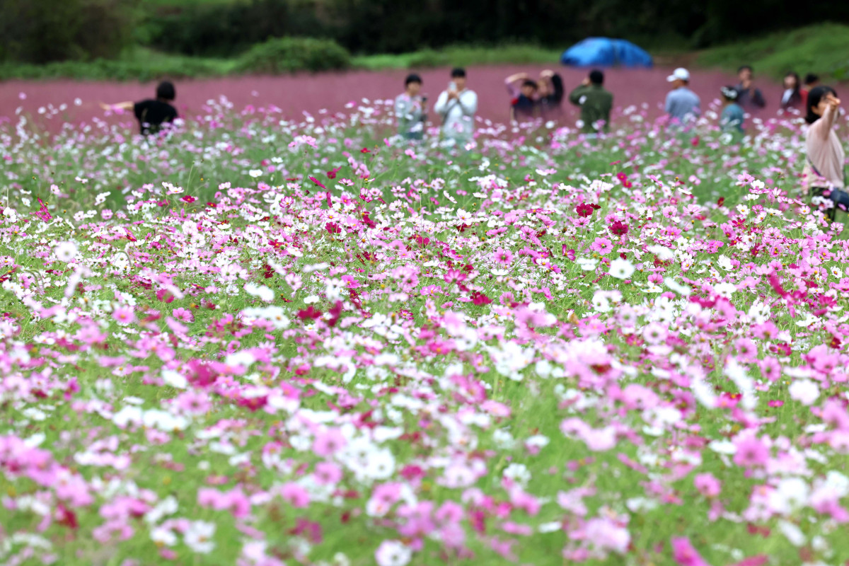 ▲12일 경기 의왕시 왕송호수공원 인근에서 시민들이 핑크뮬리와 코스모스를 보며 길었던 추석연휴를 마무리하고 있다. 신태현 기자 holjjak@