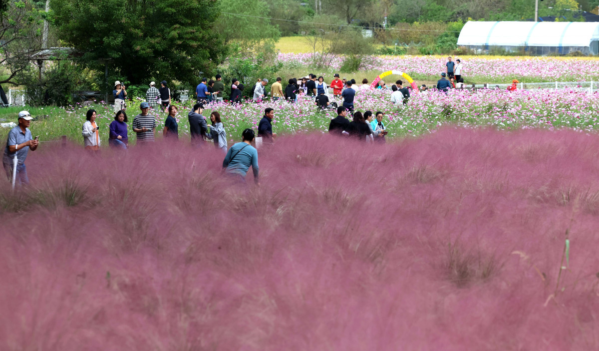 ▲12일 경기 의왕시 왕송호수공원 인근에서 시민들이 핑크뮬리와 코스모스를 보며 길었던 추석연휴를 마무리하고 있다. 신태현 기자 holjjak@