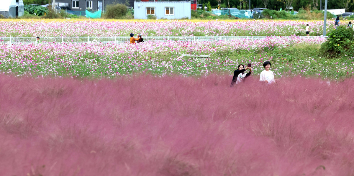 ▲12일 경기 의왕시 왕송호수공원 인근에서 시민들이 핑크뮬리와 코스모스를 보며 길었던 추석연휴를 마무리하고 있다. 신태현 기자 holjjak@