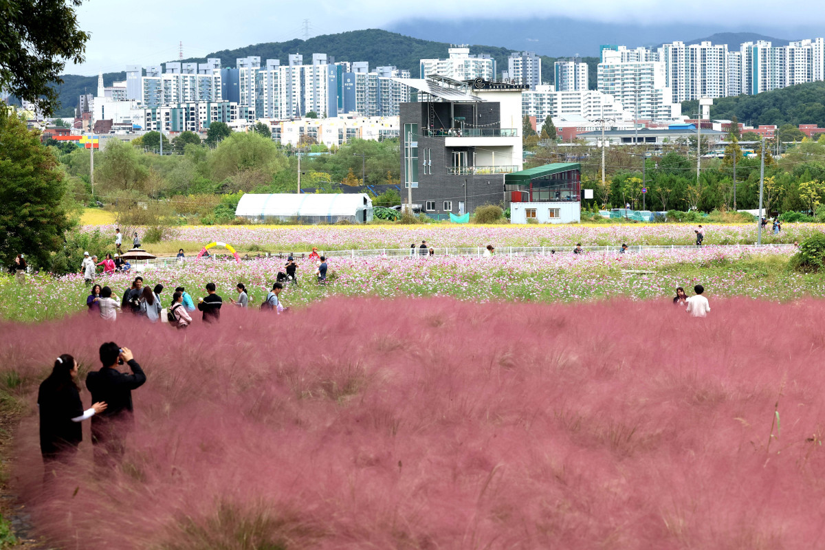 ▲12일 경기 의왕시 왕송호수공원 인근에서 시민들이 핑크뮬리와 코스모스를 보며 길었던 추석연휴를 마무리하고 있다. 신태현 기자 holjjak@
