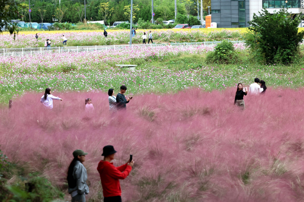 ▲12일 경기 의왕시 왕송호수공원 인근에서 시민들이 핑크뮬리와 코스모스를 보며 길었던 추석연휴를 마무리하고 있다. 신태현 기자 holjjak@