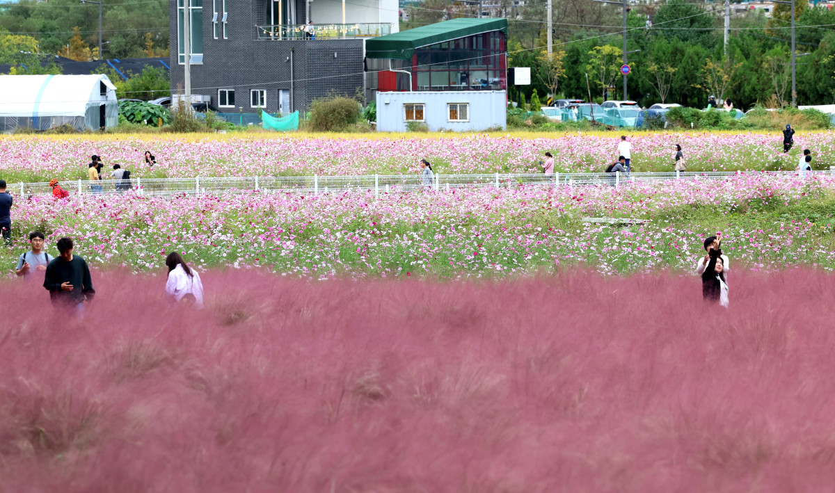 ▲12일 경기 의왕시 왕송호수공원 인근에서 시민들이 핑크뮬리와 코스모스를 보며 길었던 추석연휴를 마무리하고 있다. 신태현 기자 holjjak@