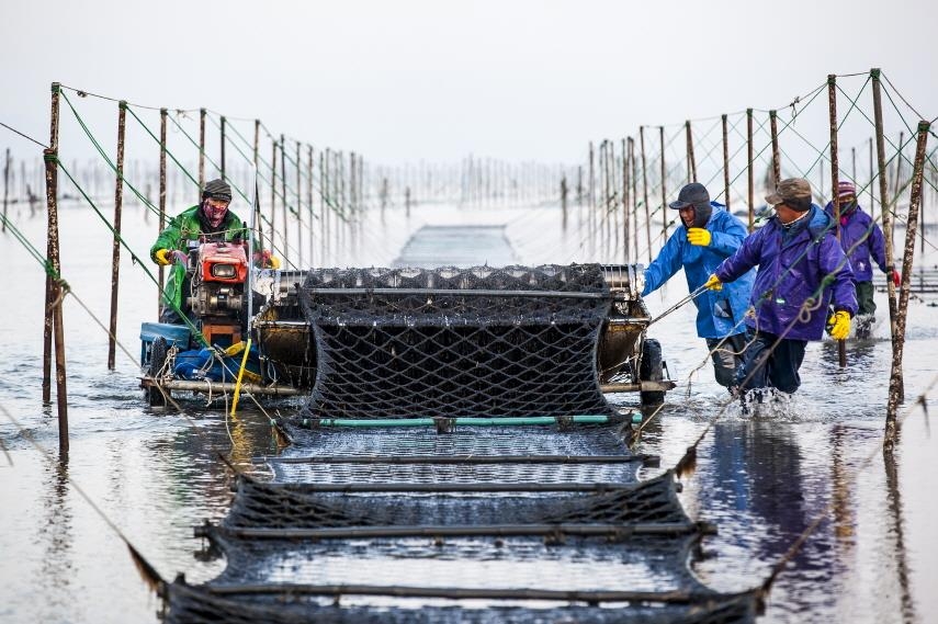 ▲전북도 고창군 지주식 김 수확 모습. (사진제공=고창군)