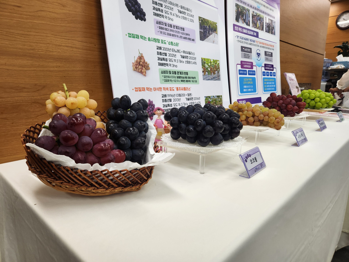 ▲농촌진흥청이 민관 협력으로 개발한 신품종 포도 ‘코코볼’, ‘슈팅스타’, ‘홍주씨들리스’ (노승길 기자)