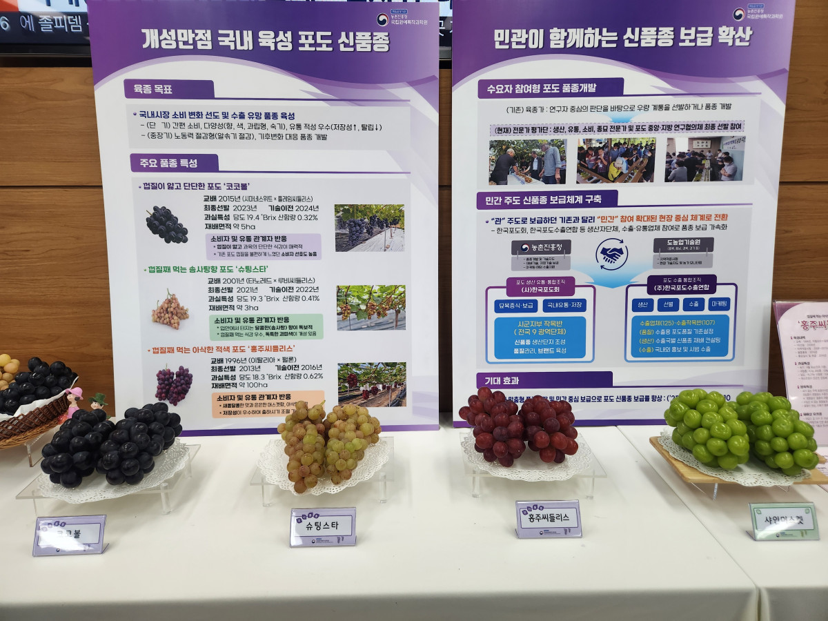 ▲농촌진흥청이 민관 협력으로 개발한 신품종 포도 ‘코코볼’, ‘슈팅스타’, ‘홍주씨들리스’ (노승길 기자)
