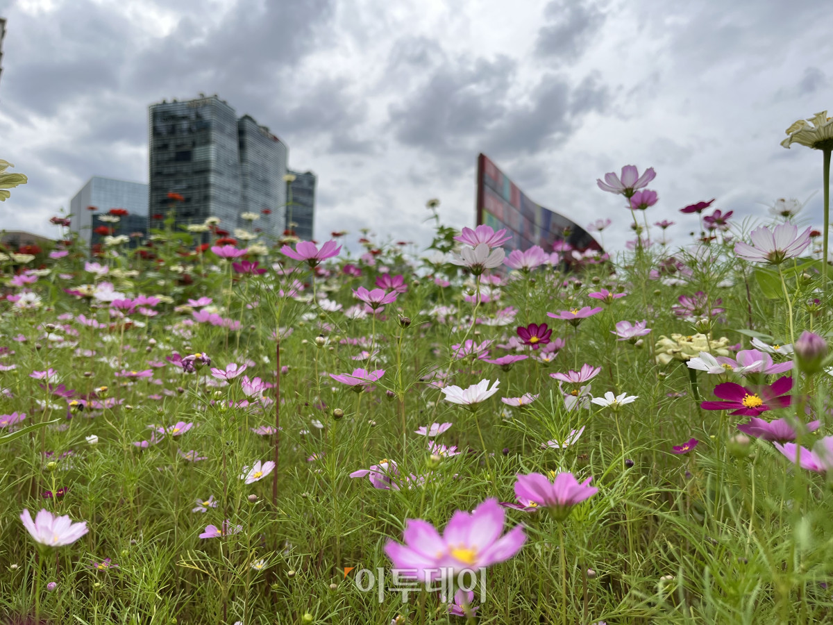 ▲서울 종로구 열린송현 녹지광장에 부는 가을바람에 코스모스가 흔들리고 있다. 황민주 수습기자 minchu@