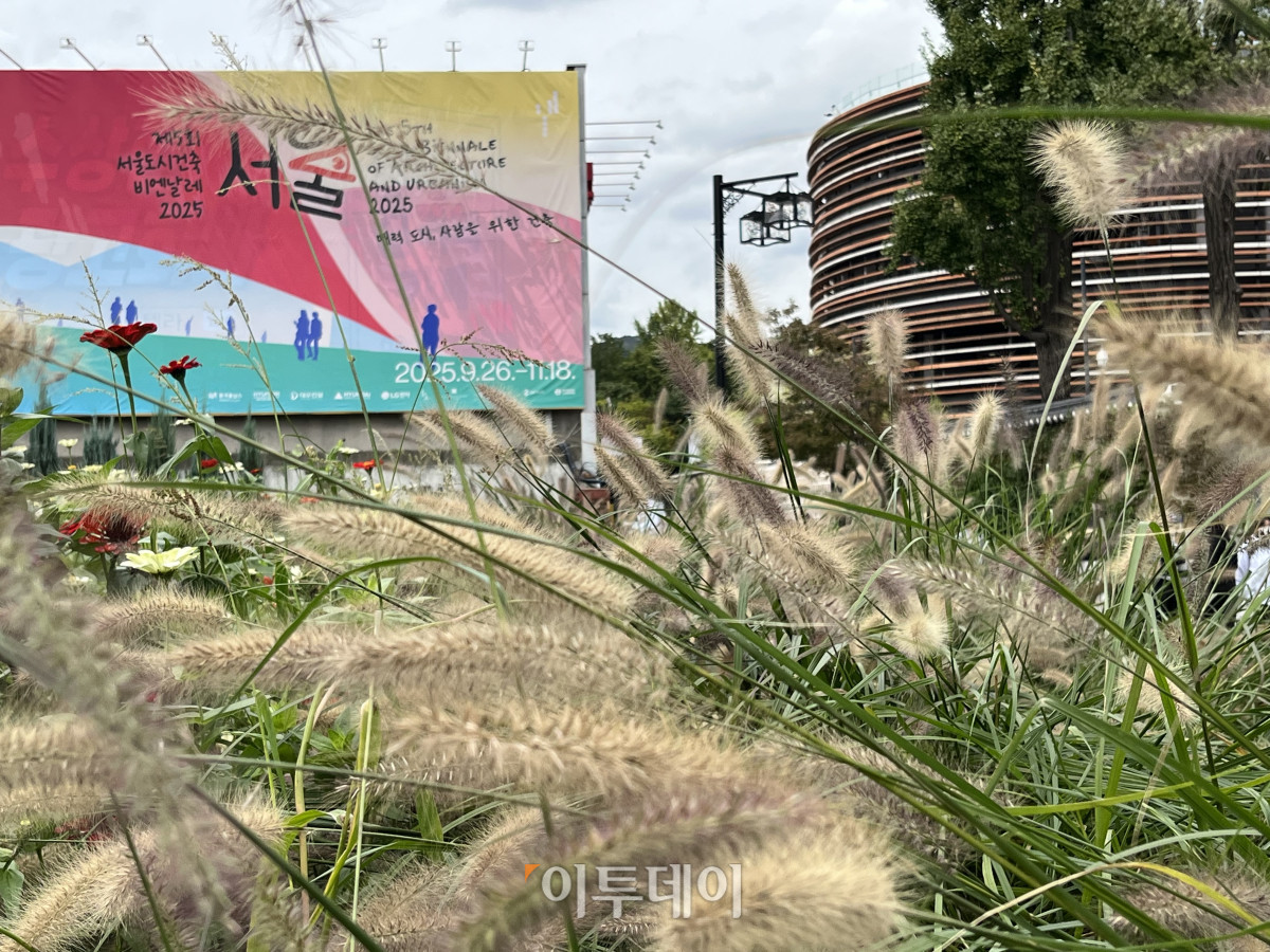 ▲서울시가 개최하는 국제행사인 서울도시건축비엔날레가 열리는 15일, 서울 종로구 열린송현 녹지광장에 가을을 반기는 억새가 흔들리고 있다. 황민주 수습기자 minchu@