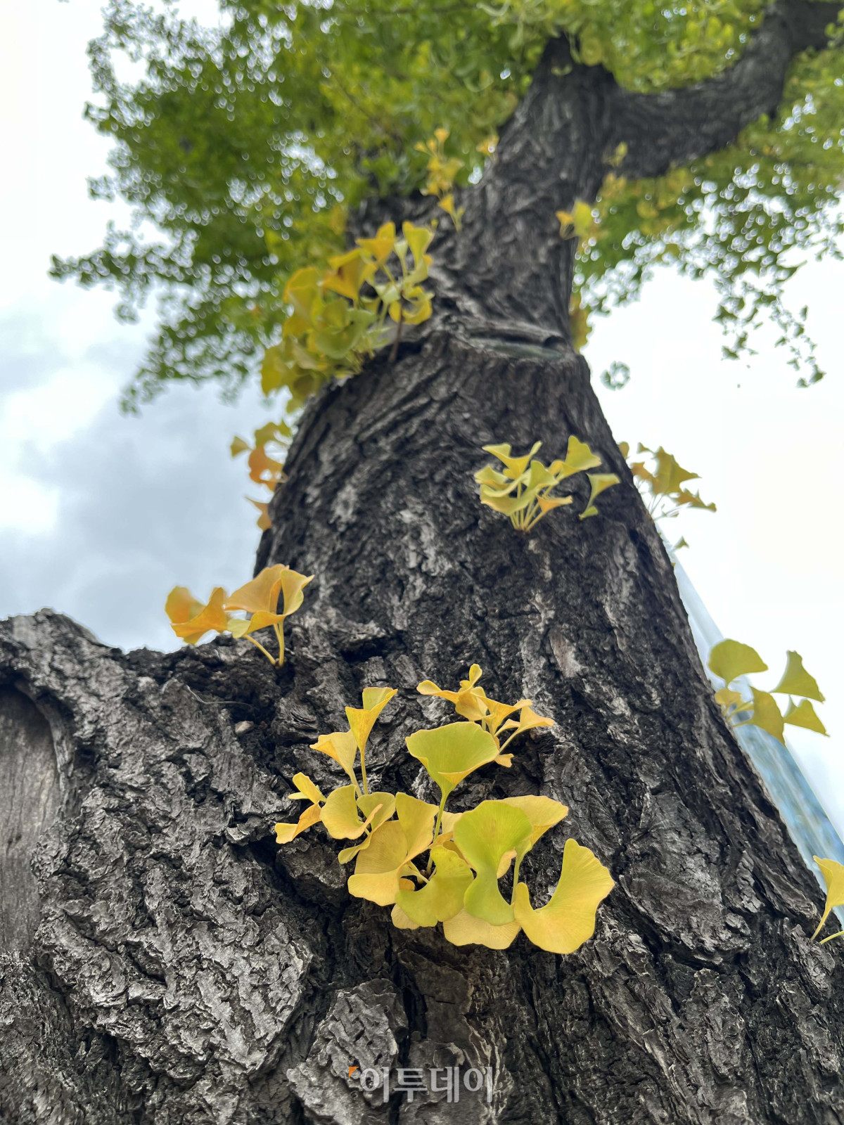 ▲가을 문턱에 접어든 15일 서울 종로구 광화문 주변에 은행나무가 노란빛으로 물들고 있다. 황민주 수습기자 minchu@