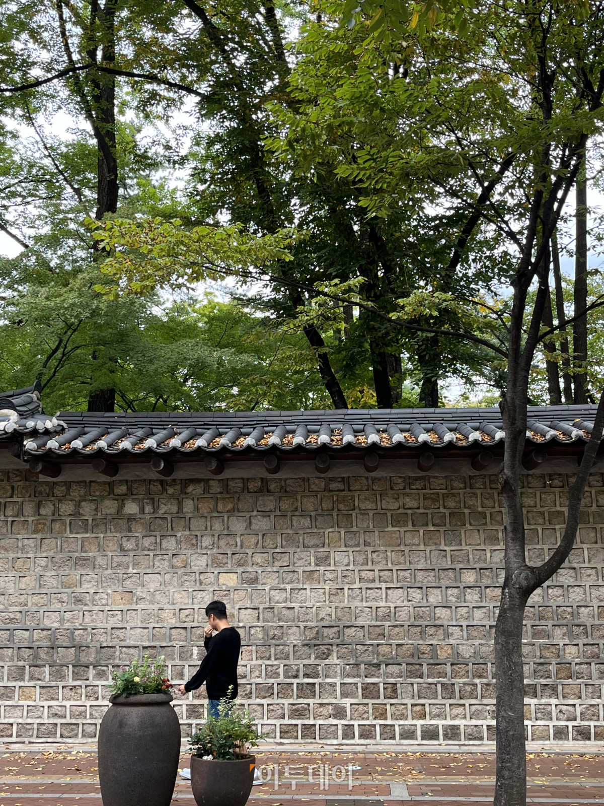 ▲아직 단풍이 물들지 않은 15일 서울 덕수궁 돌담길에서 한 시민이 멈춰 서있다. 박진희 수습기자 jinhee12@