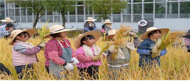 ▲지난해 벼베기 체험행사 모습. (사진제공=농림축산식품부)