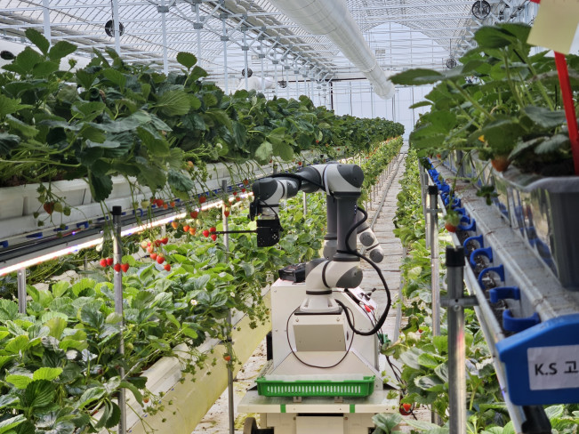 ▲15일 충남 서산시 운산면 에스피아그리 스마트팜에서 인공지능(AI) 농업 로봇 스타트업 메타파머스의 다목적 농작업 로봇인 ‘옴니파머’가 수확을 시연하고 있다. (사진=정영인 기자 oin@)