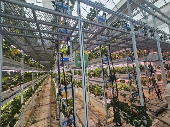 ▲15일 충남 서산시 운산면 에스피아그리 스마트팜 내 5단 재배 시설이 보이고 있다. (사진=정영인 기자 oin@)