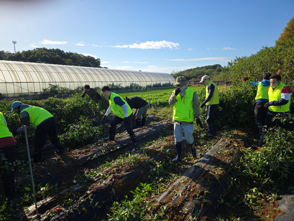 ▲농협은행 리스크관리부문 임직원들이 인천 검단지역 농가를 찾아 수확 후 농가재정비를 통한 일손돕기를 실시하고 있다. (사진제공=NH농협은행)