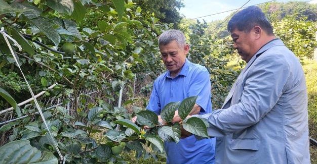 ▲이강진 전남 순천시농업기술센터소장이 단감 탄저병 방지를 위해 농가를 방문해 예찰 활동을 하고 있다. (사진제공=순천시)