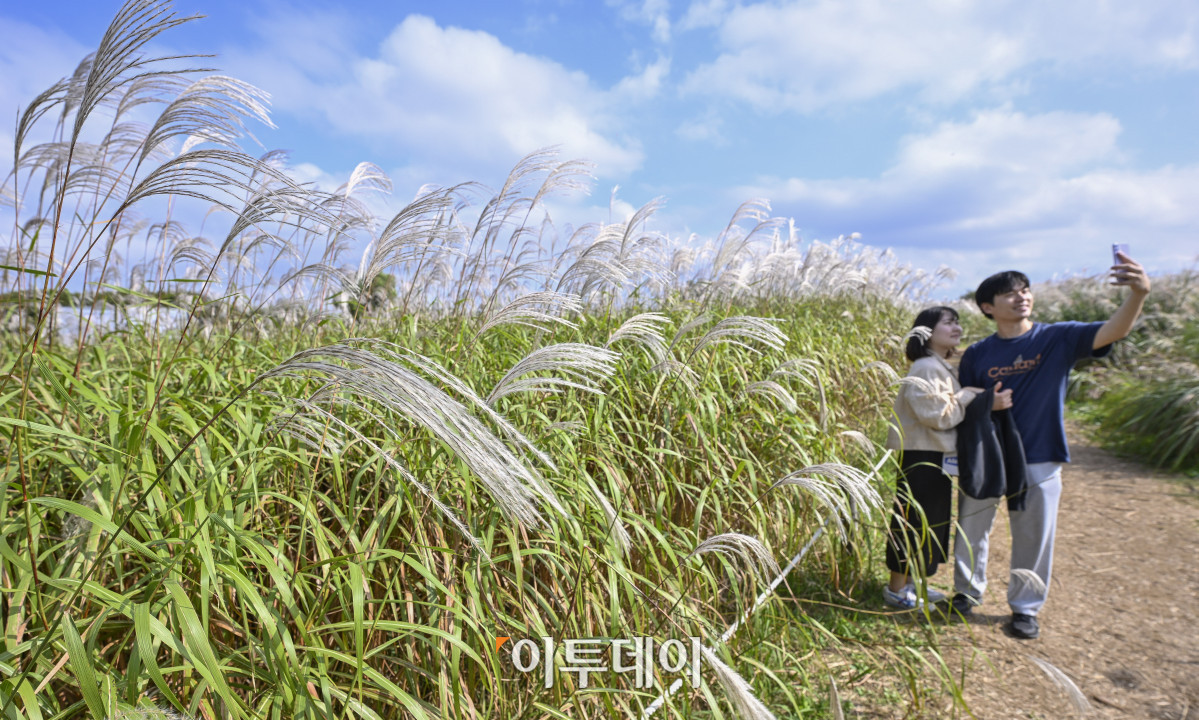 ▲완연한 가을날씨를 보인 19일 서울 마포구 하늘공원에서 열린 서울억새축제를 찾은 시민들이 주말을 즐기고 있다. 약 6만평 규모의 하늘공원 억새밭에서 열리는 2025 서울억새축제는 억새밭뿐 아니라 다양한 전시와 곳곳에 조형물과 미디어아트, 포토존이 설치돼 시민들에게 다양한 볼거리를 선사한다. 서울시는 18일부터 24일까지 7일간 열리는 축제 기간 평소 오후 7시까지 운영하던 공원 개방 시간을 오후 9시까지 연장하고, 축제가 끝난 후에도 만개한 억새를 관람할 수 있도록 다음 달 2일까지는 오후 8시까지 공원을 개방한다. 조현호 기자 hyunho@