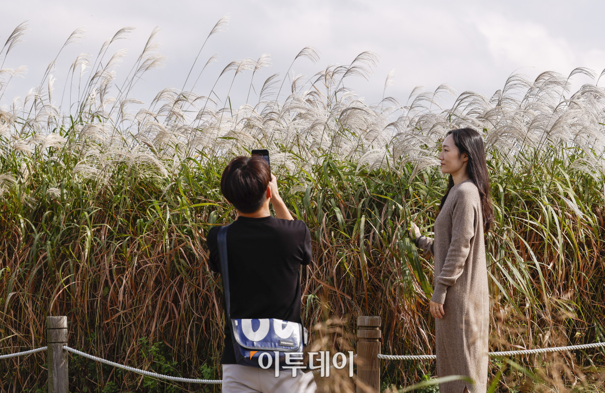 ▲완연한 가을날씨를 보인 19일 서울 마포구 하늘공원에서 열린 서울억새축제를 찾은 시민들이 주말을 즐기고 있다. 약 6만평 규모의 하늘공원 억새밭에서 열리는 2025 서울억새축제는 억새밭뿐 아니라 다양한 전시와 곳곳에 조형물과 미디어아트, 포토존이 설치돼 시민들에게 다양한 볼거리를 선사한다. 서울시는 18일부터 24일까지 7일간 열리는 축제 기간 평소 오후 7시까지 운영하던 공원 개방 시간을 오후 9시까지 연장하고, 축제가 끝난 후에도 만개한 억새를 관람할 수 있도록 다음 달 2일까지는 오후 8시까지 공원을 개방한다. 조현호 기자 hyunho@