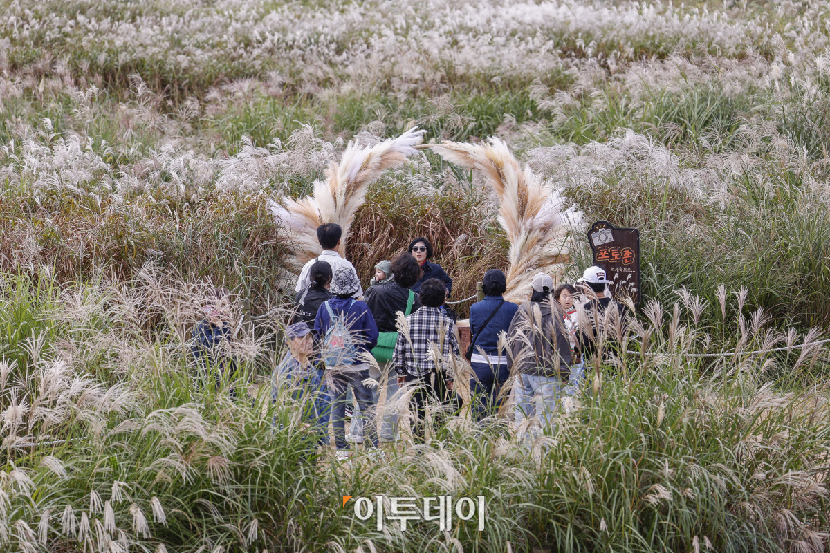 ▲완연한 가을날씨를 보인 19일 서울 마포구 하늘공원에서 열린 서울억새축제를 찾은 시민들이 주말을 즐기고 있다. 약 6만평 규모의 하늘공원 억새밭에서 열리는 2025 서울억새축제는 억새밭뿐 아니라 다양한 전시와 곳곳에 조형물과 미디어아트, 포토존이 설치돼 시민들에게 다양한 볼거리를 선사한다. 서울시는 18일부터 24일까지 7일간 열리는 축제 기간 평소 오후 7시까지 운영하던 공원 개방 시간을 오후 9시까지 연장하고, 축제가 끝난 후에도 만개한 억새를 관람할 수 있도록 다음 달 2일까지는 오후 8시까지 공원을 개방한다. 조현호 기자 hyunho@