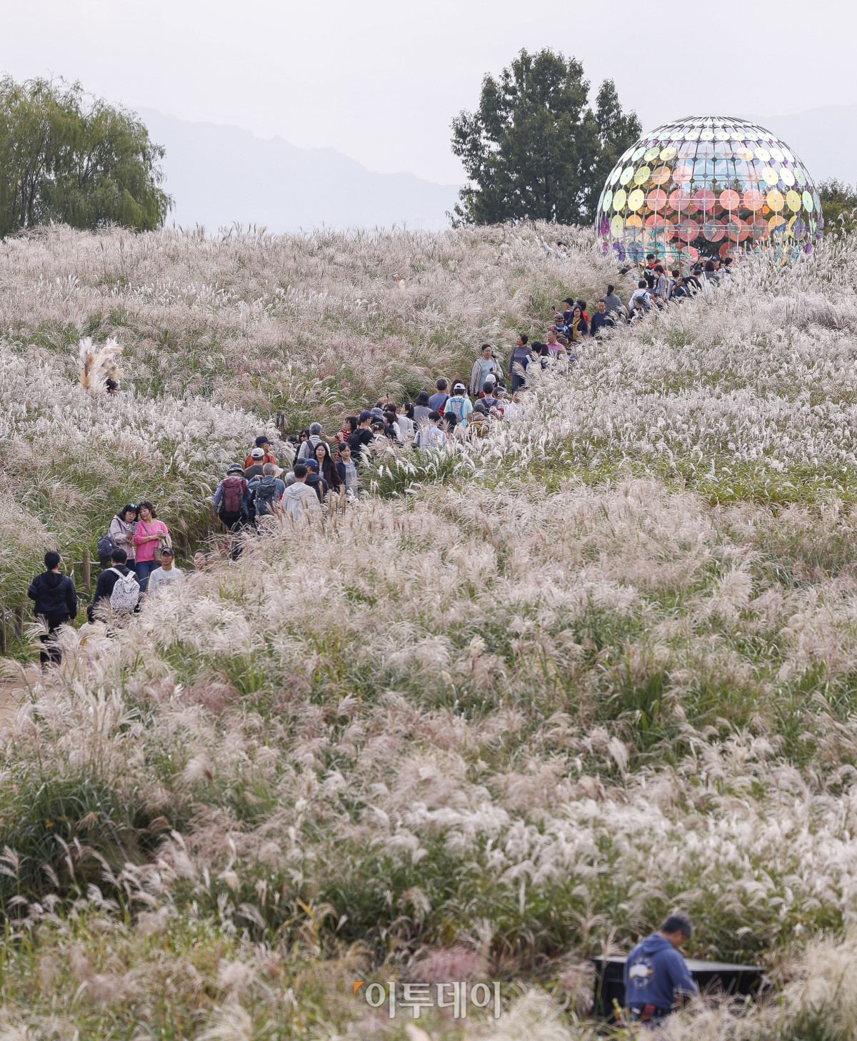 ▲완연한 가을날씨를 보인 19일 서울 마포구 하늘공원에서 열린 서울억새축제를 찾은 시민들이 주말을 즐기고 있다. 약 6만평 규모의 하늘공원 억새밭에서 열리는 2025 서울억새축제는 억새밭뿐 아니라 다양한 전시와 곳곳에 조형물과 미디어아트, 포토존이 설치돼 시민들에게 다양한 볼거리를 선사한다. 서울시는 18일부터 24일까지 7일간 열리는 축제 기간 평소 오후 7시까지 운영하던 공원 개방 시간을 오후 9시까지 연장하고, 축제가 끝난 후에도 만개한 억새를 관람할 수 있도록 다음 달 2일까지는 오후 8시까지 공원을 개방한다. 조현호 기자 hyunho@