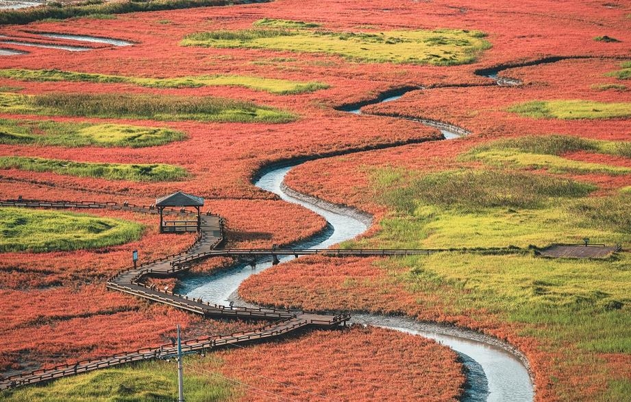▲1004의 섬 전남 신안군 함초 자생지 풍경. (사진제공=신안군)
