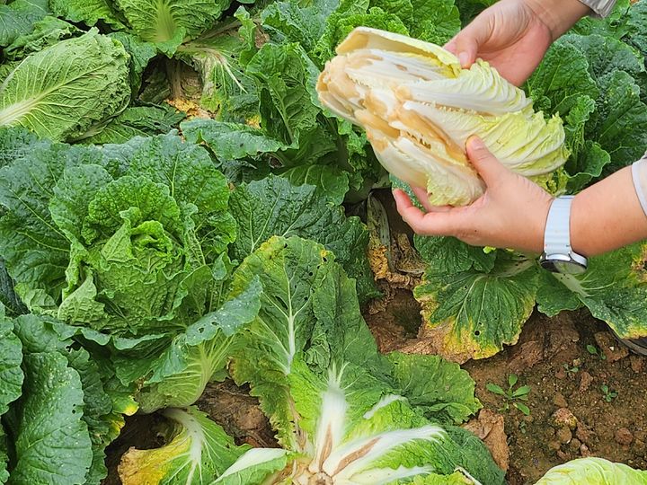 ▲전남 해남군은 마산면 등 배추 재배지에서 무름병, 뿌리마름병 등 병해가 발생한 모습. (사진제공=해남군)
