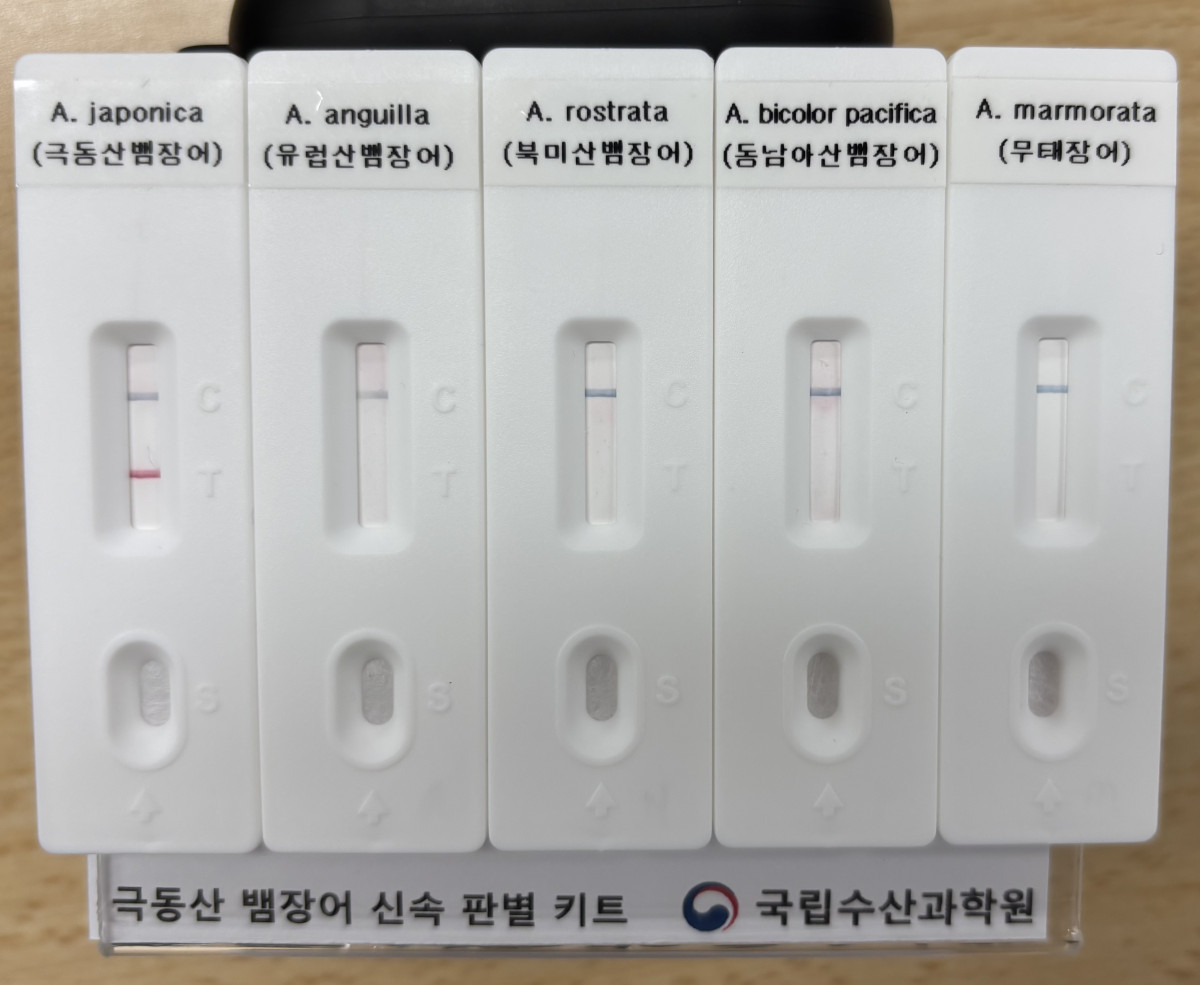 ▲실뱀장어의 지느러미를 추출해 DNA를 추출할 수 있는 용액에 집어넣고 추출된 DNA를 유전자 증폭시켜서 판별. 현장용 신속 종판별 키트에 극동산 뱀장어에만 반응해 T에 빨간줄이 생김. (사진제공=해양수산부)