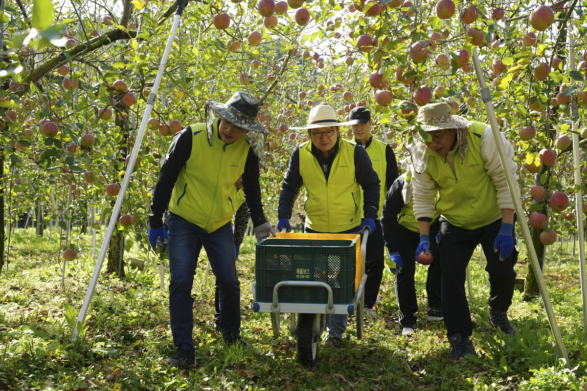 ▲NH농협금융은 21일, 경기 포천시 일동면에서 수확철을 맞아 농촌 일손돕기를 실시했다. 박성헌 경영지원부장(왼쪽에서 첫 번째), 이재호 부사장(왼쪽에서 두 번째)이 사과 수확 및 낙과 수거 작업을 하고 있다. (사진제공=NH농협금융)