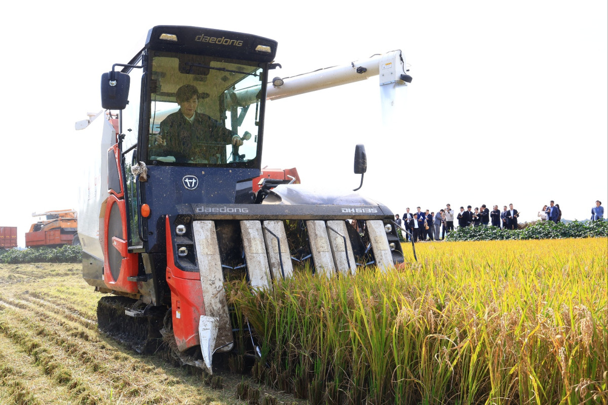 ▲송미령 농림축산식품부 장관이 23일 수확기 쌀 수급 상황을 점검하기 위해 충북 청주시 청원구 오창읍에 있는 청원생명농협쌀조합공동사업법인을 찾아 직접 농기계를 몰고 벼 수확 작업에 참여하고 있다. (사진제공=농림축산식품부)