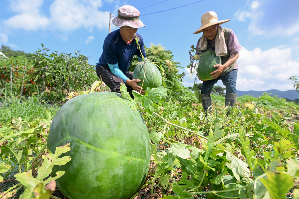 ▲국내 재배 농가에서 수박을 수확하는 모습. 기사 내용과는 무관함. (사진=뉴시스)