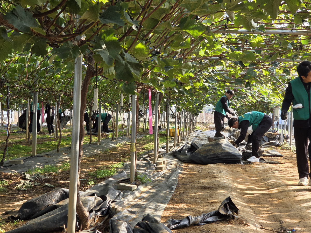 ▲엄범식 경기농협 총괄본부장, 권태우 마도농협 조합장, 경기농협 임직원, 화성직훈교 보라미봉사단원 등 여러 명이 포도밭에서 비닐이나 덮개를 수거하며 농가 환경정비를 하고 있다. (경기농협)