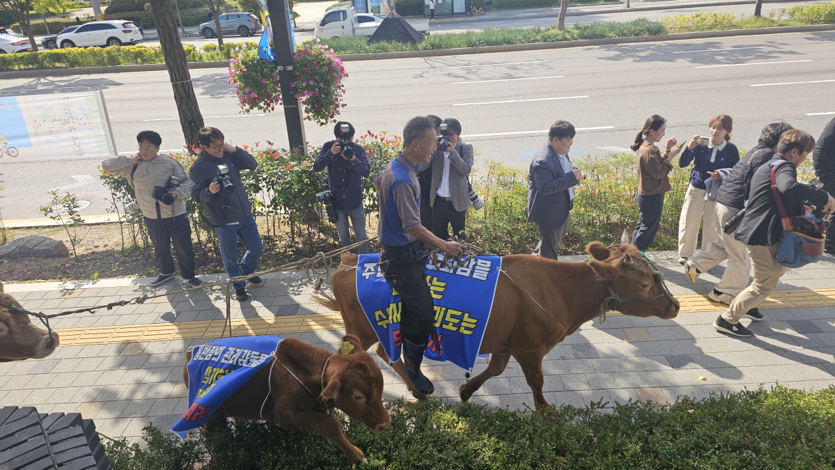 ▲정면채 씨가 키우는 소를 타고 수원시청에 민원 신청을 하러 왔다. (김재학 기자)