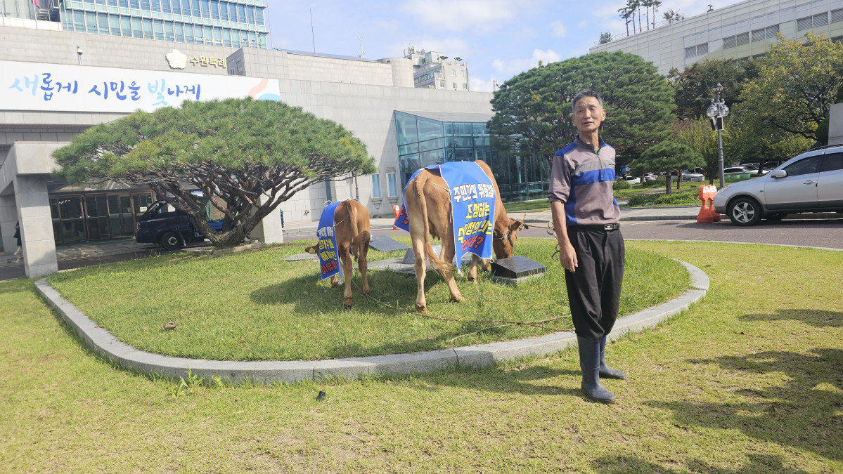 ▲정면채 씨가 23일 수원시청 앞 잔디밭에서 "주민감사 청구 결과"와 "부당하다"는 문구가 적힌 파란색 천을 두른 소와 함께 시위를 하고 있다. (김재학 기자)