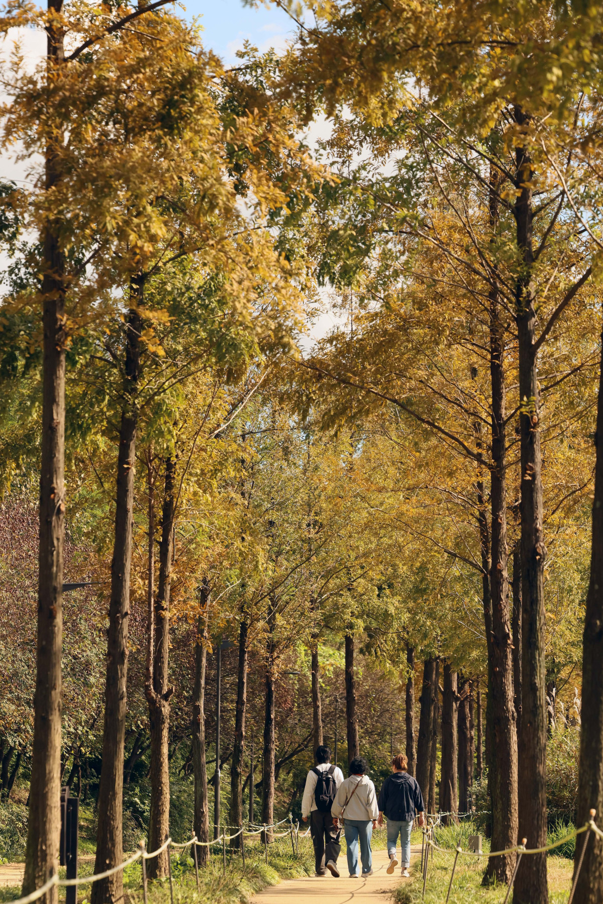 ▲완연한 가을 날씨를 보인 24일 서울 마포구 하늘공원 메타세쿼이아길에서 시민들이 산책을 하며 계절의 정취를 만끽하고 있다. 신태현 기자 holjjak@