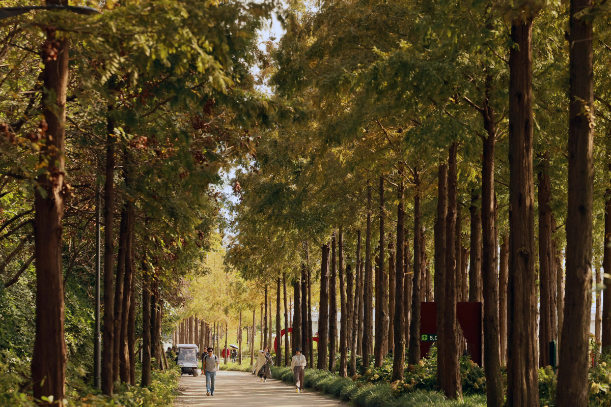 ▲완연한 가을 날씨를 보인 24일 서울 마포구 하늘공원 메타세쿼이아길에서 시민들이 산책을 하며 계절의 정취를 만끽하고 있다. 신태현 기자 holjjak@