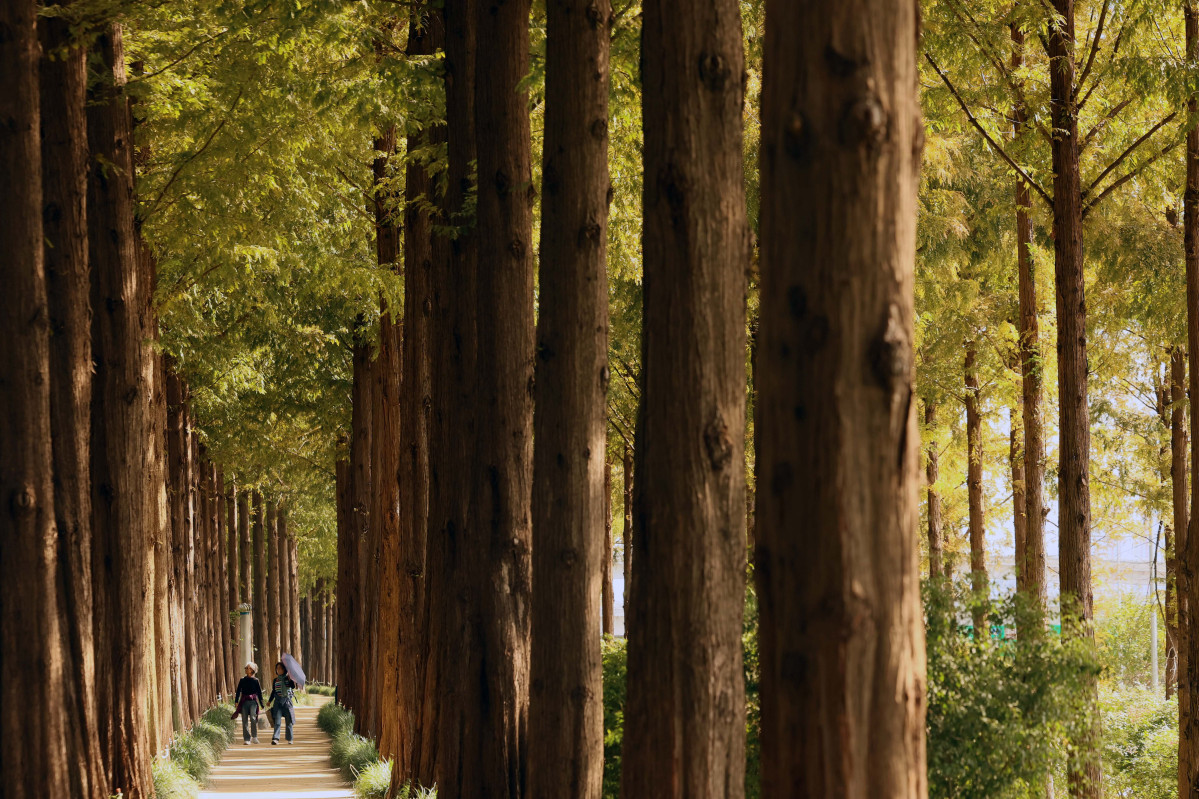 ▲완연한 가을 날씨를 보인 24일 서울 마포구 하늘공원 메타세쿼이아길에서 시민들이 산책을 하며 계절의 정취를 만끽하고 있다. 신태현 기자 holjjak@
