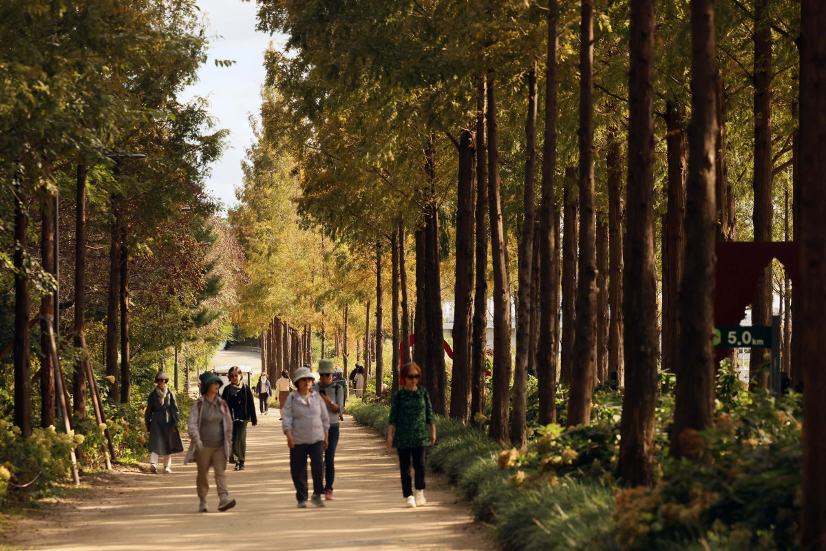 ▲완연한 가을 날씨를 보인 24일 서울 마포구 하늘공원 메타세쿼이아길에서 시민들이 산책을 하며 계절의 정취를 만끽하고 있다. 신태현 기자 holjjak@