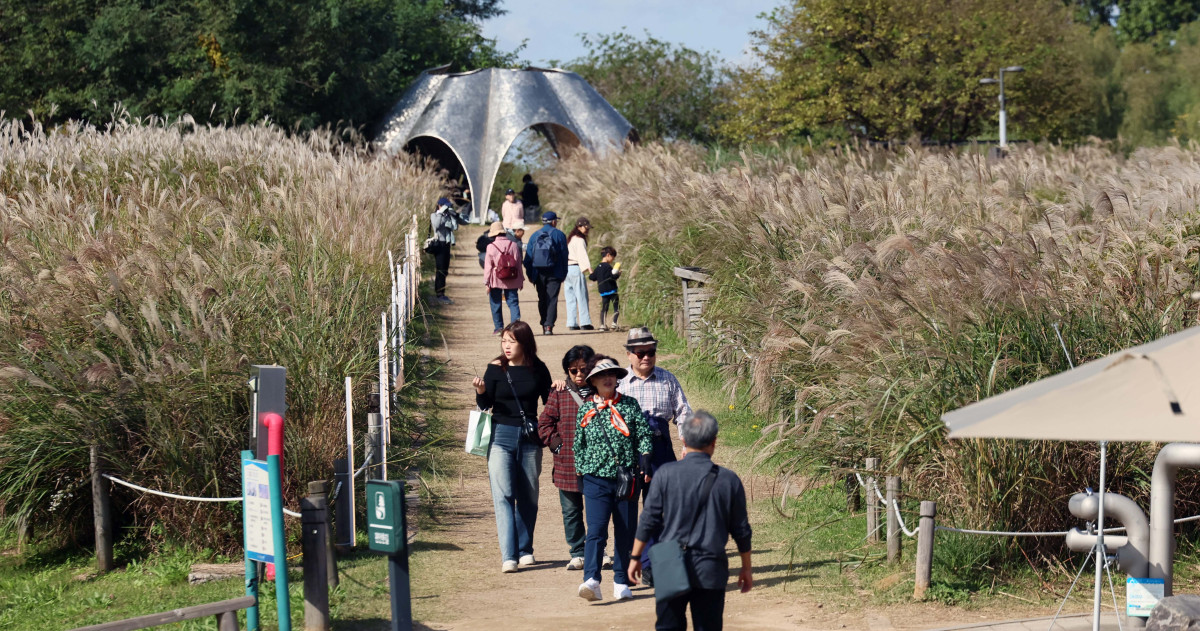 ▲완연한 가을 날씨를 보인 24일 서울 마포구 하늘공원에서 시민들이 억새밭을 거닐며 계절의 정취를 만끽하고 있다. 신태현 기자 holjjak@