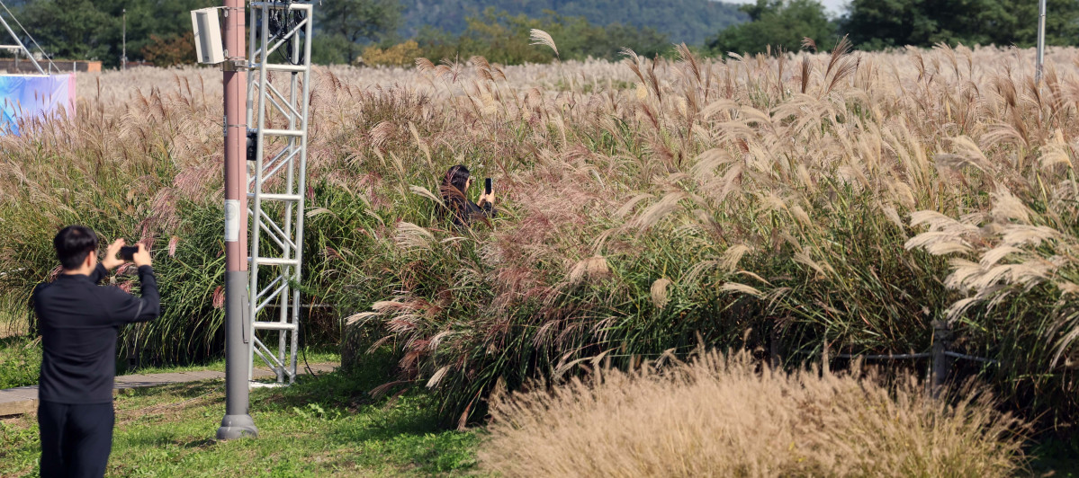 ▲완연한 가을 날씨를 보인 24일 서울 마포구 하늘공원에서 시민들이 억새밭을 거닐며 계절의 정취를 만끽하고 있다. 신태현 기자 holjjak@