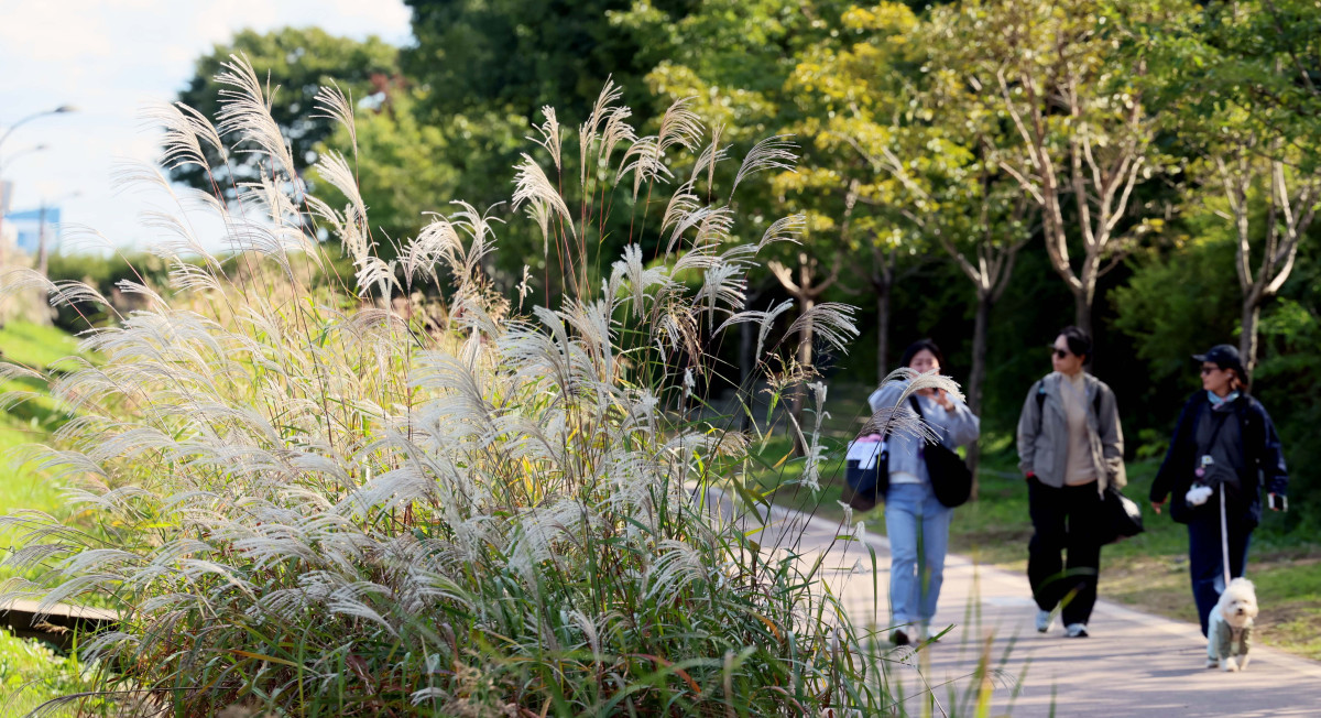 ▲완연한 가을 날씨를 보인 24일 서울 마포구 하늘공원에서 시민들이 억새밭을 거닐며 계절의 정취를 만끽하고 있다. 신태현 기자 holjjak@