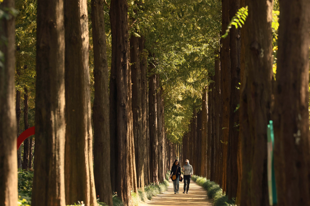 ▲완연한 가을 날씨를 보인 24일 서울 마포구 하늘공원 메타세쿼이아길에서 시민들이 산책을 하며 계절의 정취를 만끽하고 있다. 신태현 기자 holjjak@