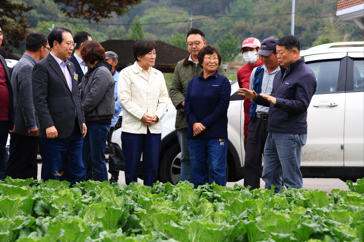 ▲송미령 농림축산식품부 장관이 26일 김장(가을)배추 주산지인 충북 괴산군에 위치한 배추 밭을 찾아 작황에 대해 농가의 설명을 듣고 있다. (사진제공=농림축산식품부)