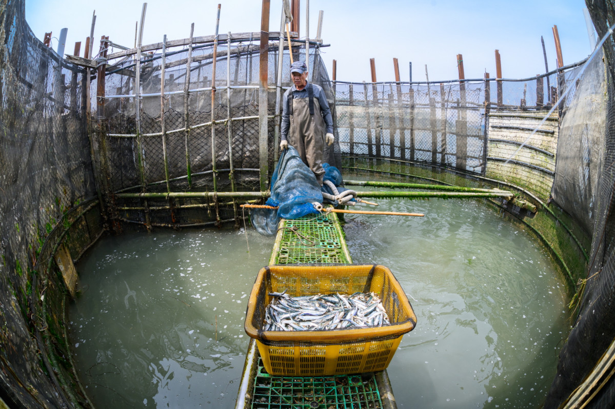▲사진은 죽방렴어업 모습으로 기사 내용과는 무관함. (사진제공=해양수산부)