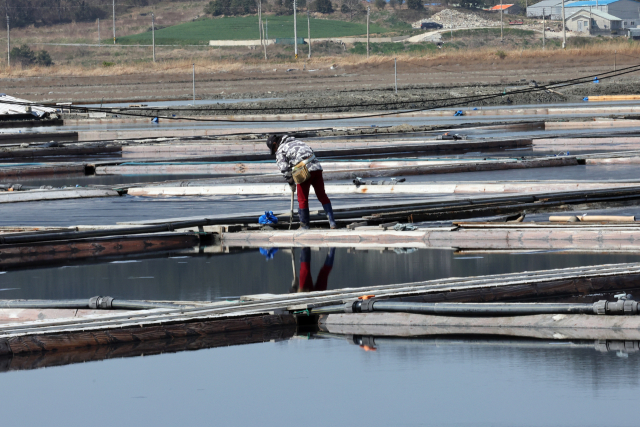 ▲전남 신안군 증도의 노천 염전에서 작업자가 보호 장비를 착용한 채 구조물 위에서 일하는 모습이 27일 포착되고 있다. (사진제공=연합뉴스)