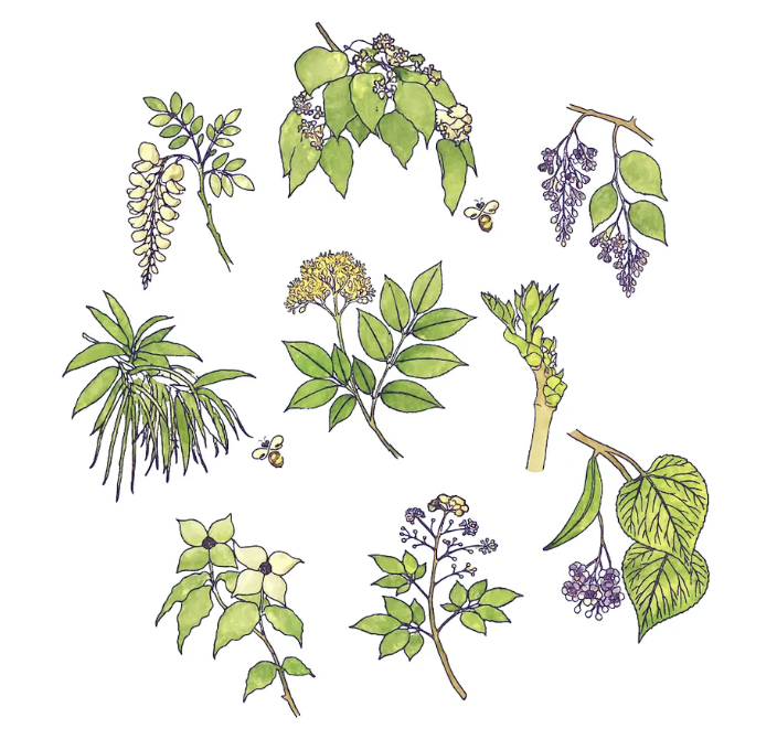 ▲밀원수 꽃 삽화. (사진제공=사단법인 한국지속가능성인증포럼)