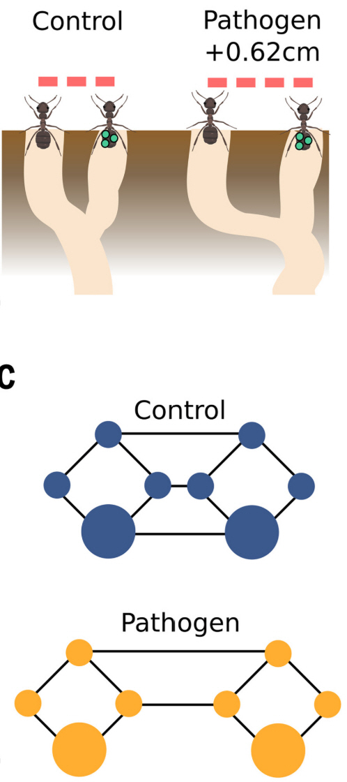▲타고난 도시거주민인 개미는 감염병 유행 조짐이 있으면 본능적으로 대처한다. 최근 연구에 따르면 곰팡이에 감염된 개미가 있을 때(pathogen)는 없을 때(control)에 비해 개미집 출입구 사이의 간격이 넓어지고 방 사이의 연결도 줄여 병원체 확산을 막는 방향으로 네트워크를 바꾸는 것으로 밝혀졌다. 사진출처 ‘사이언스’