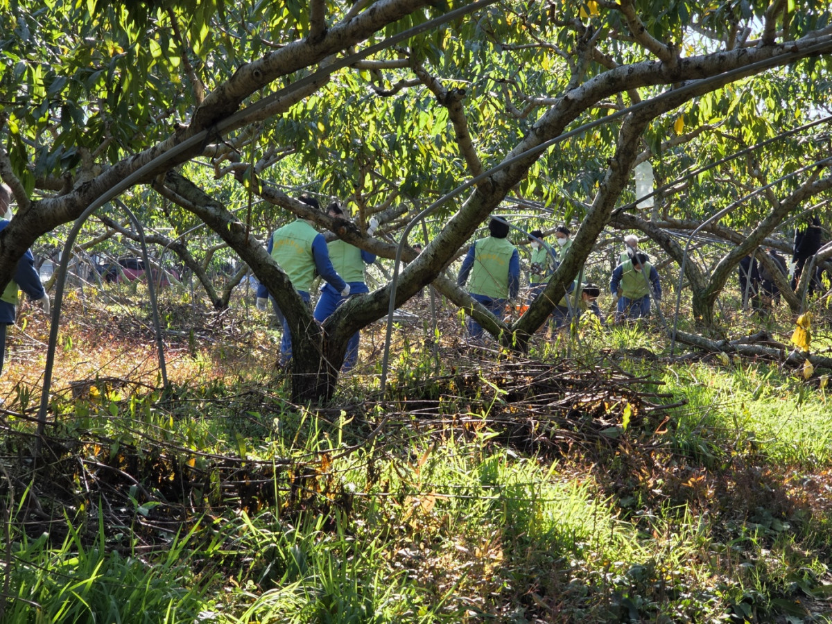▲경기농협 임직원과 의정부교도소 보라미 봉사단원 등 20여 명이 양주시 백석읍 복숭아 농가에서 나무 아래에서 폐자재를 수거하고 전지작업을 하고 있다. (경기농협)