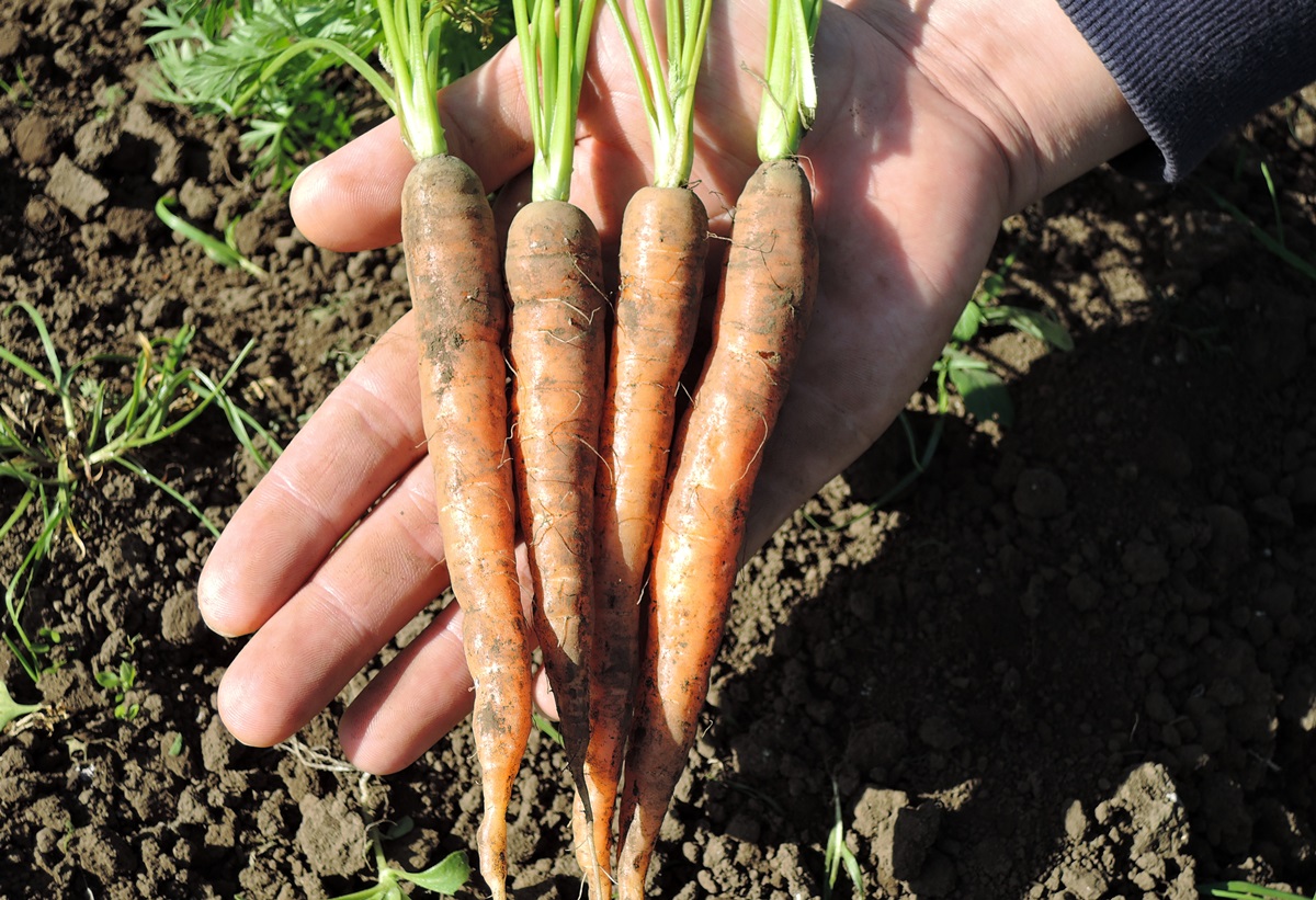 ▲제주지역 밭 토양 건강상태 전반적으로 개선.(이 사진은 기사와 관련 없음) (사진제공=제주도농업기술원 )