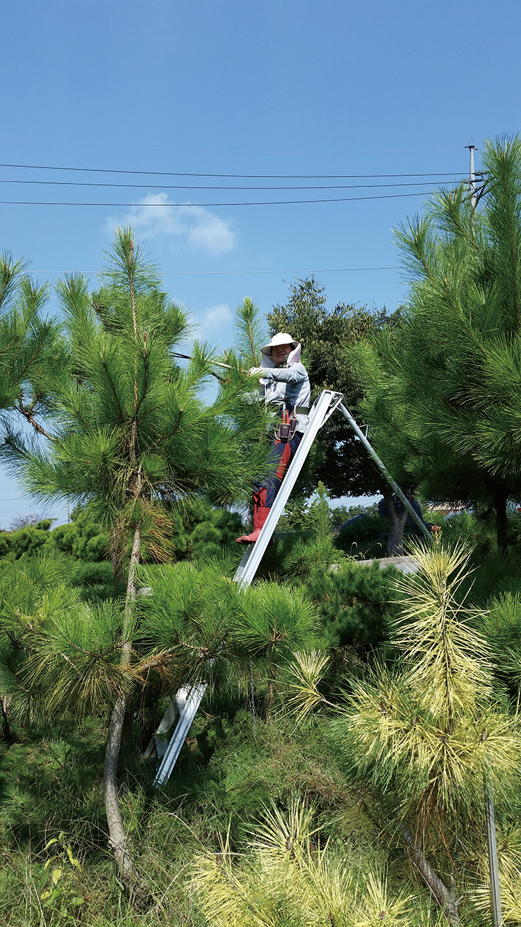 ▲낙락장송을 전지하는 농장주.(함인희 이화여자대학교 사회학과 명예교수)