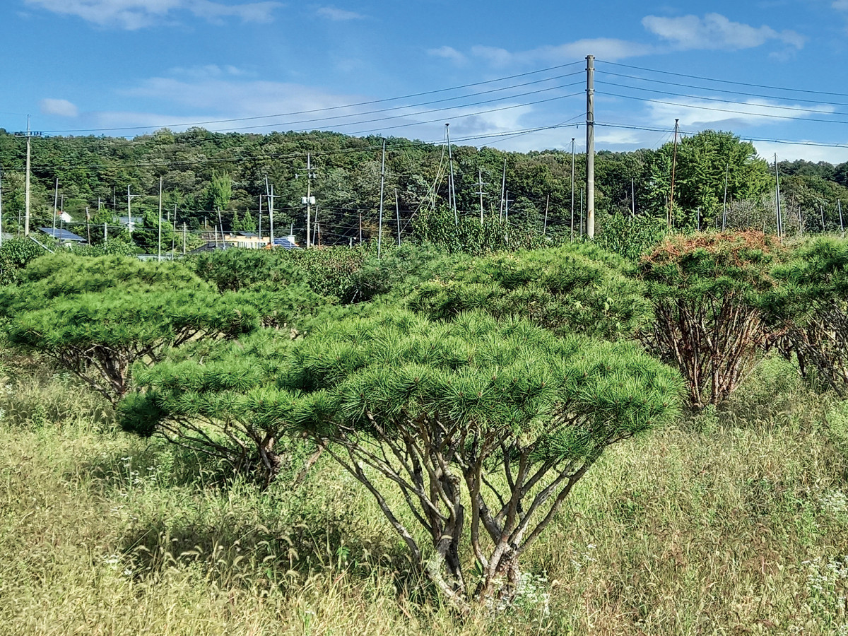 (함인희 이화여자대학교 사회학과 명예교수)